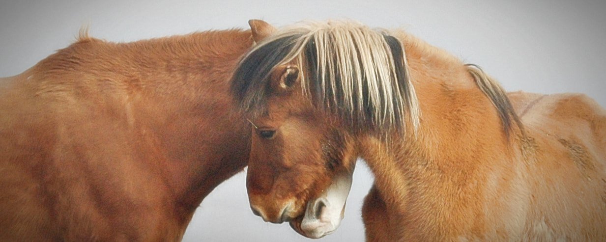 Pferde & Ponys