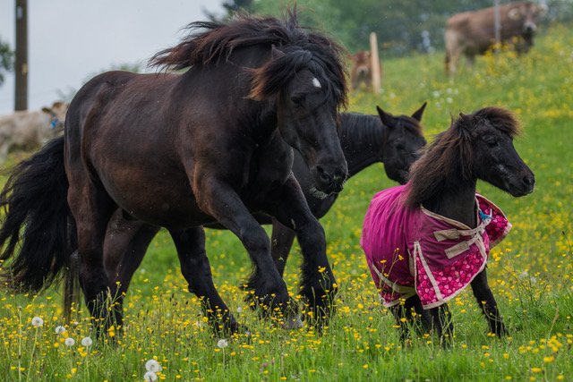 Tiere, die ein neues Zuhause suchen