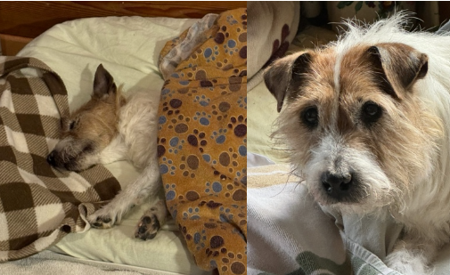 Der%20Hund%20Netto%20war%20fast%20blind%20und%20taub