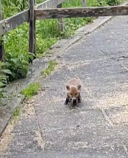 Fuchs%20bei%20den%20Pferden