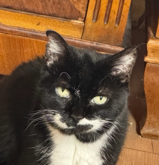 Katze%20leukosepositiv